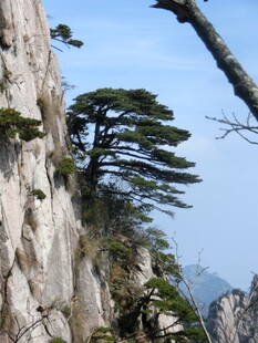 悬崖边的苍松