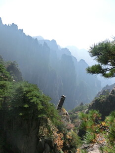 壮丽山景中的挺拔松树