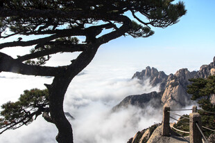 黄山奇松云海壮丽景观