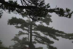 雾中松树景致