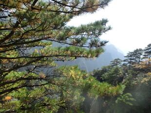 山林间的松树枝叶景观