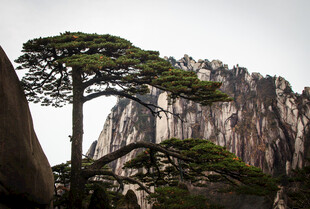 黄山奇松与险峻山峰