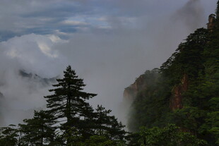 云雾缭绕的山间青松