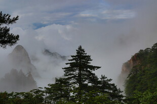 云雾缭绕的山林美景