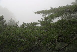 雾中绿意盎然的松林