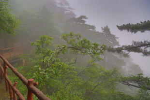 山间雾中栈道与葱郁林木