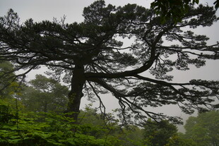 孤松挺立山林间