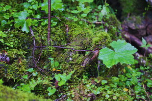 森林中的苔藓与绿叶植物