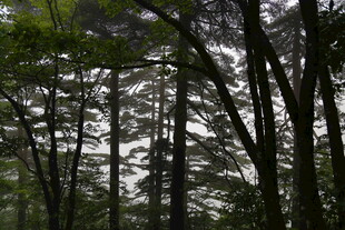 茂密树林中的清新景致