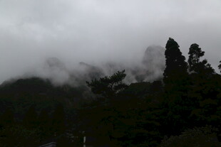 云雾缭绕的山林景色