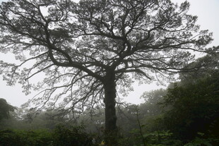 雾中孤树 尽显静谧之美