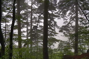 雾中森林 静谧自然景致