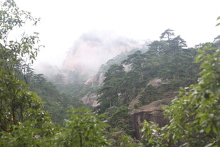 云雾缭绕的山林美景