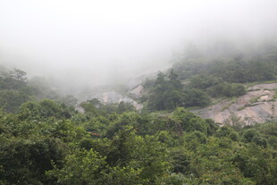 云雾缭绕的山林美景