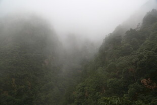 云雾缭绕的山林美景