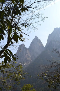 秀丽山峰与繁茂枝叶景观