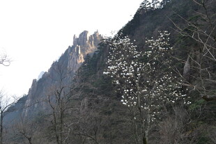 山景中绽放的白色花朵