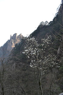 山间绽放的素雅花朵