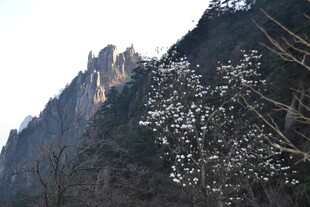 山景中的绽放花枝