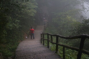 雾中漫步的林间栈道