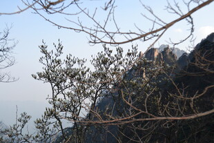 山景中的光秃树枝