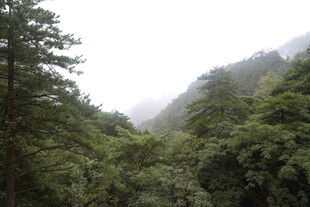 山林迷雾中的葱郁植被