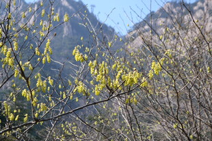 山间绽放的黄色花枝