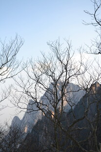 山峦与枯树的冬日景致