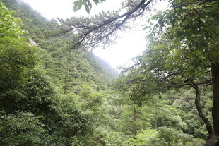 山林葱郁的自然景致