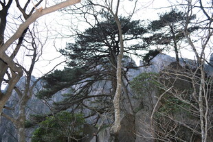 山林间挺拔的松树景观