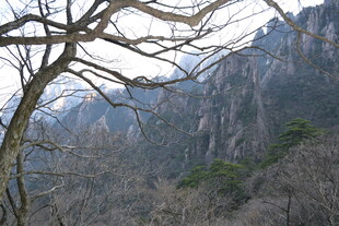 冬日山峦枯树景观