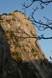 巍峨山峰与枝头剪影