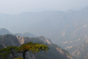 黄山孤松傲立群山间