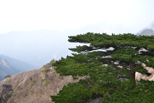 黄山奇松傲立山间