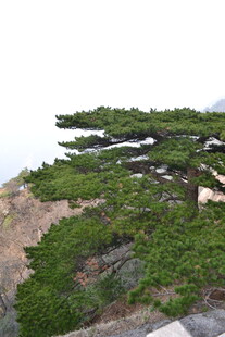 悬崖边的苍松