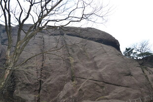 嶙峋山石与枯树景观