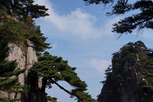 黄山奇峰间的苍松美景