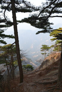山间松景 远眺朦胧山峦