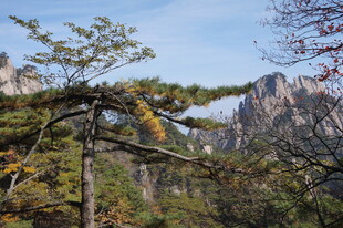 山林中的树木与远处山峦