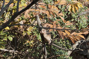 树枝上栖息的鸟儿