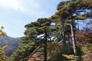 山林中的挺拔松树