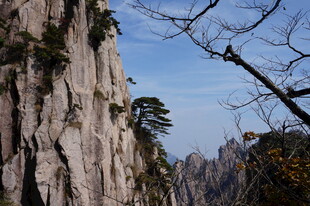 巍峨峭壁间的孤松景观