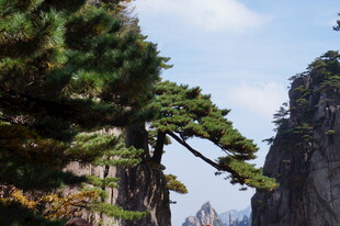 黄山绝壁上的苍松