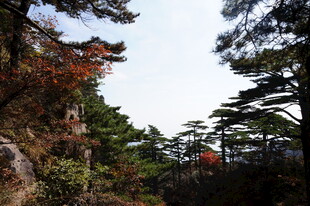 山林秋景 松枫相映成趣