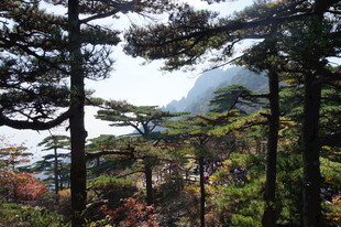 山林间的葱郁树木景观