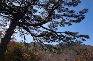 秋日山林中的挺拔松树