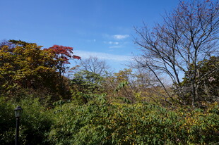秋日多彩树林风景