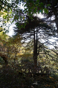 山林中的挺拔松树