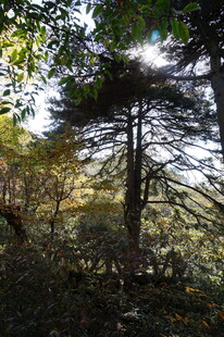 秋日林间挺拔松树景象