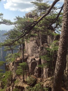 黄山奇峰上的苍松景观